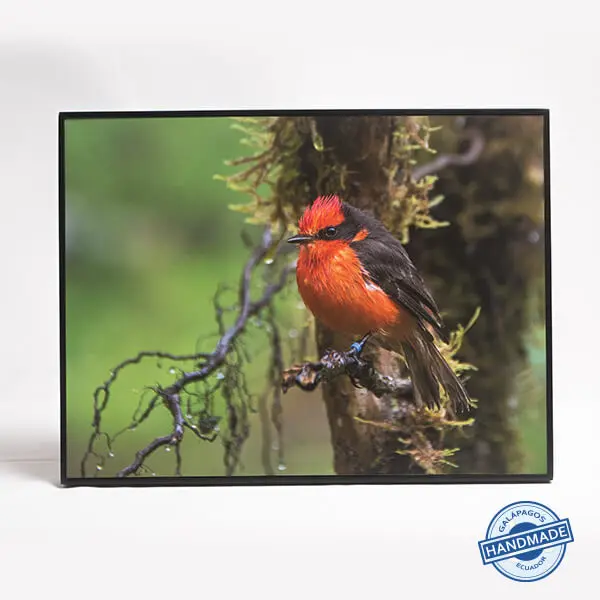 Vermilion Flycatcher