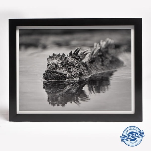 Marine Iguana